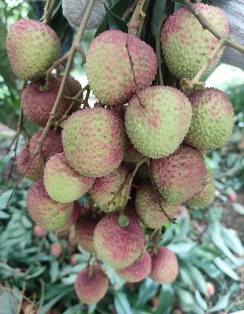 广东陆丰妃子笑荔枝大量上市