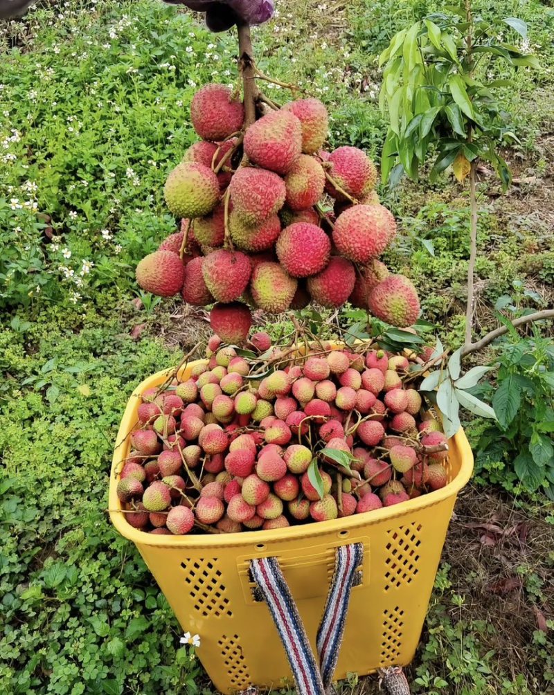 广东陆丰妃子笑荔枝大量上市