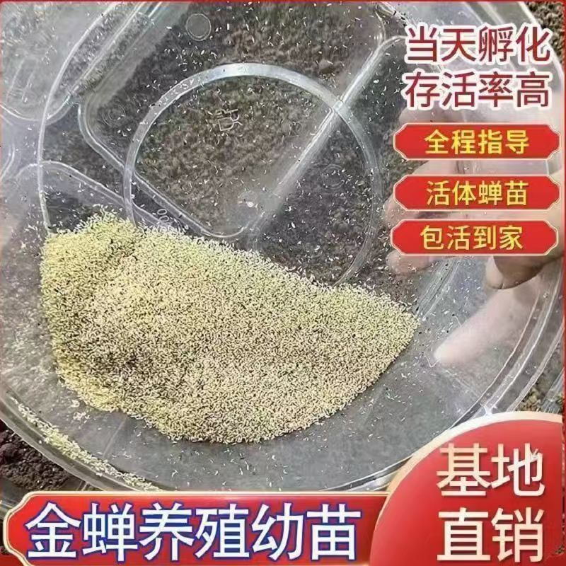 金蝉幼苗爬叉知了猴幼虫节流龟幼苗养殖基地批发蝉卵幼虫活体鲜活
