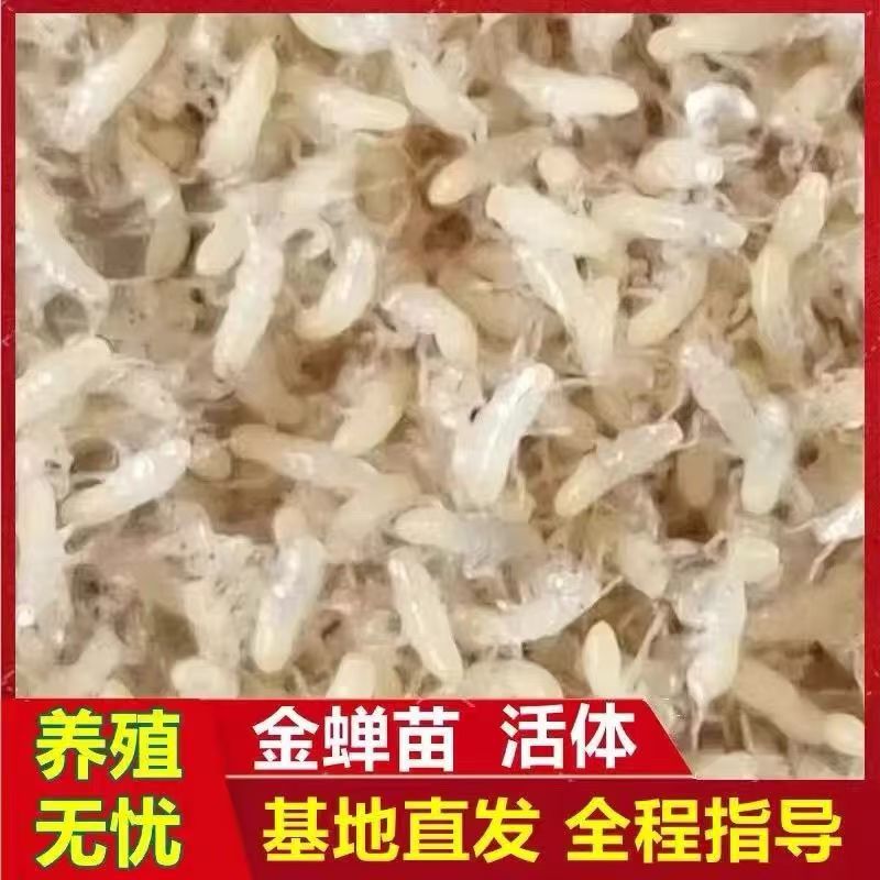 金蝉幼苗爬叉知了猴幼虫节流龟幼苗养殖基地批发蝉卵幼虫活体鲜活