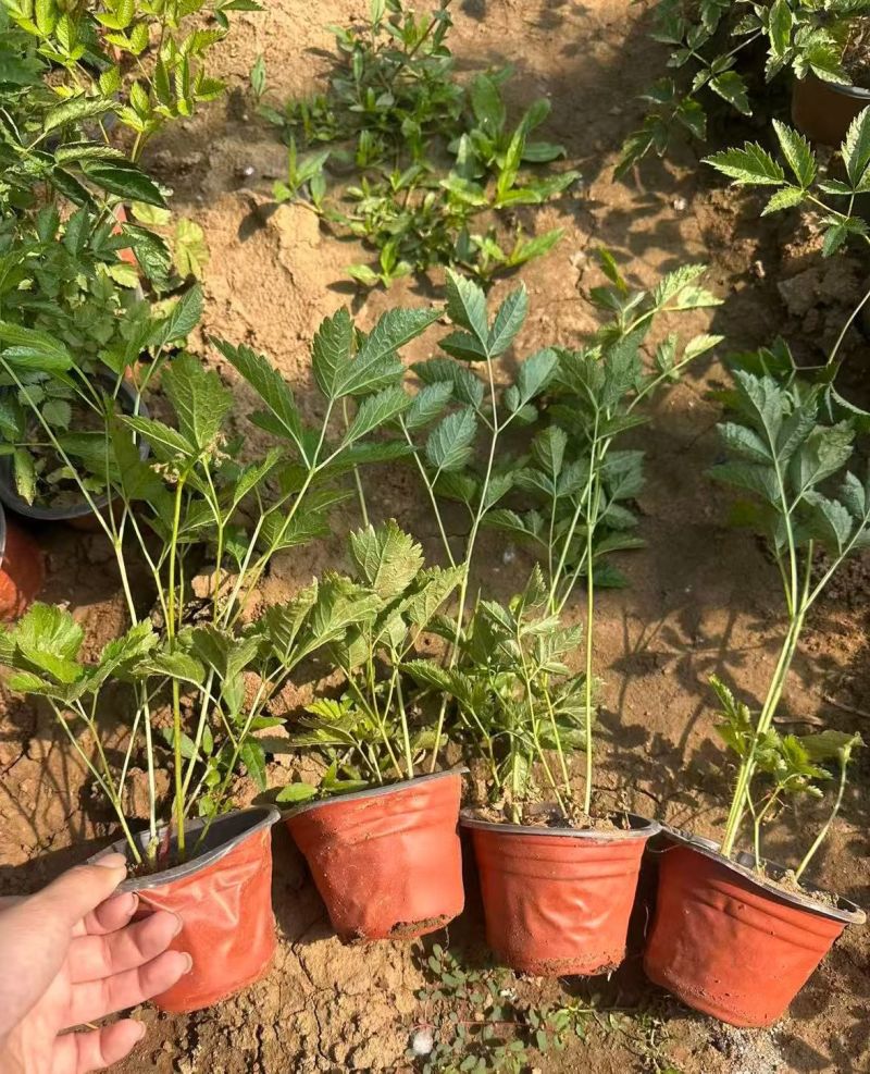 观花植物落新妇120杯，基地有量，欢迎来一亩田订购。