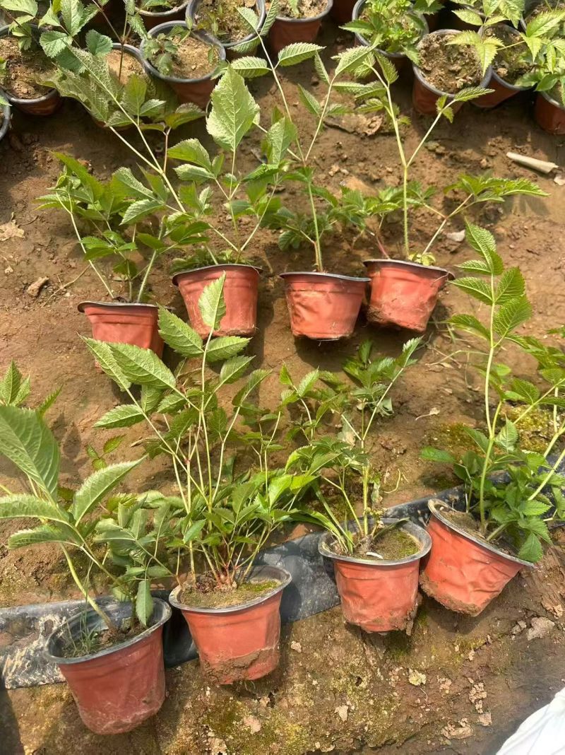 观花植物落新妇120杯，基地有量，欢迎来一亩田订购。