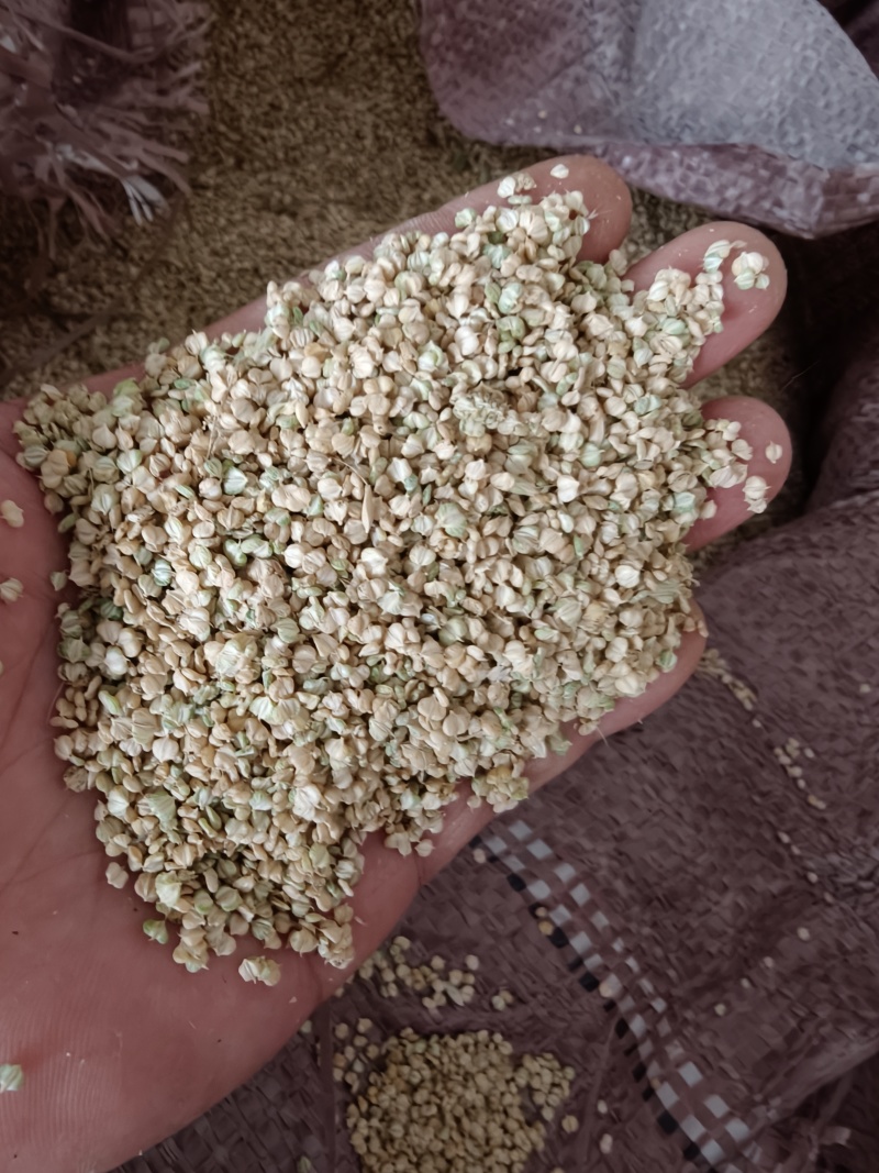 棒棒草种子，水稗子
