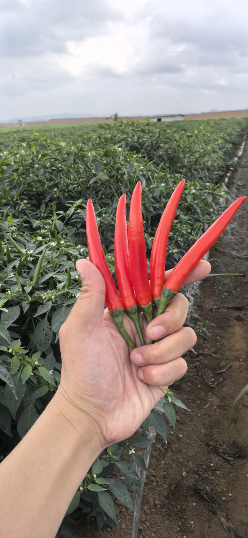 广西新苗朝天椒，红米椒，超大果型