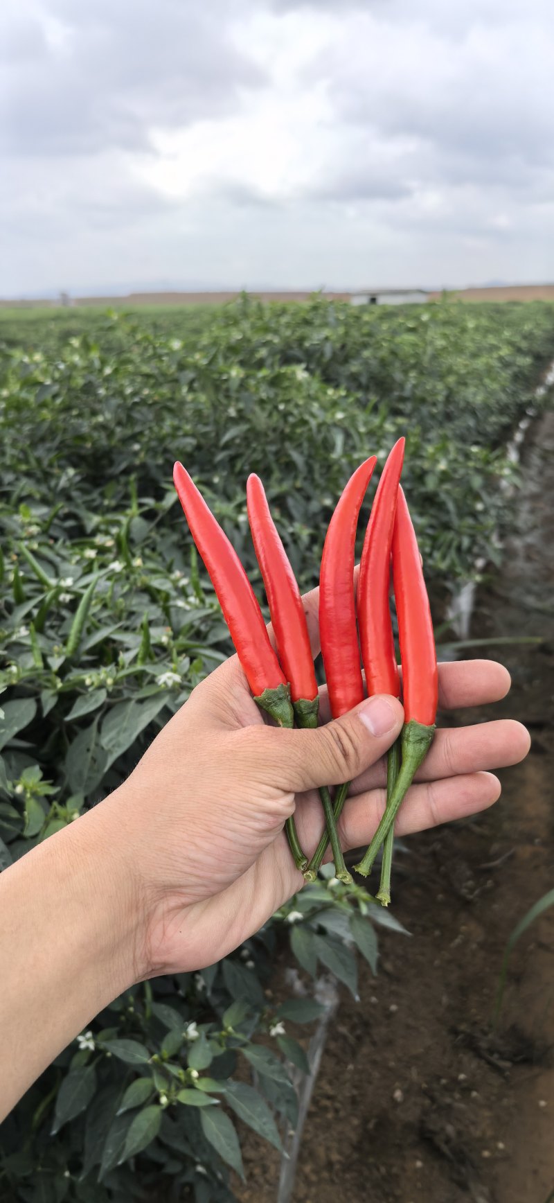 广西新苗朝天椒，红米椒，超大果型
