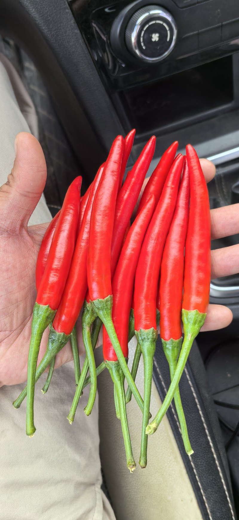 广西新苗朝天椒，红米椒，超大果型