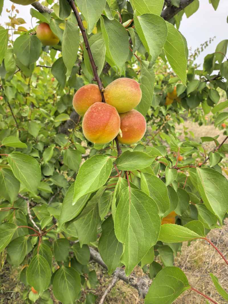 丰源红杏