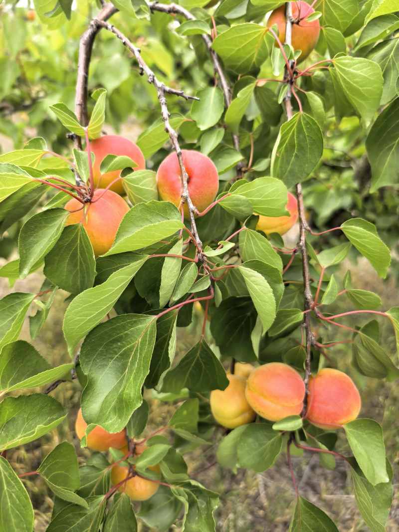 丰源红杏