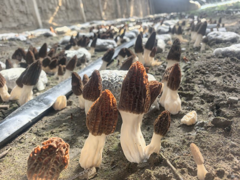 新疆山区2026羊肚菌批发上市产地直发！肉厚味鲜