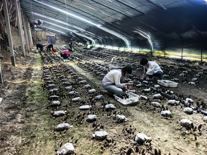 新疆山区2026羊肚菌批发上市产地直发！肉厚味鲜
