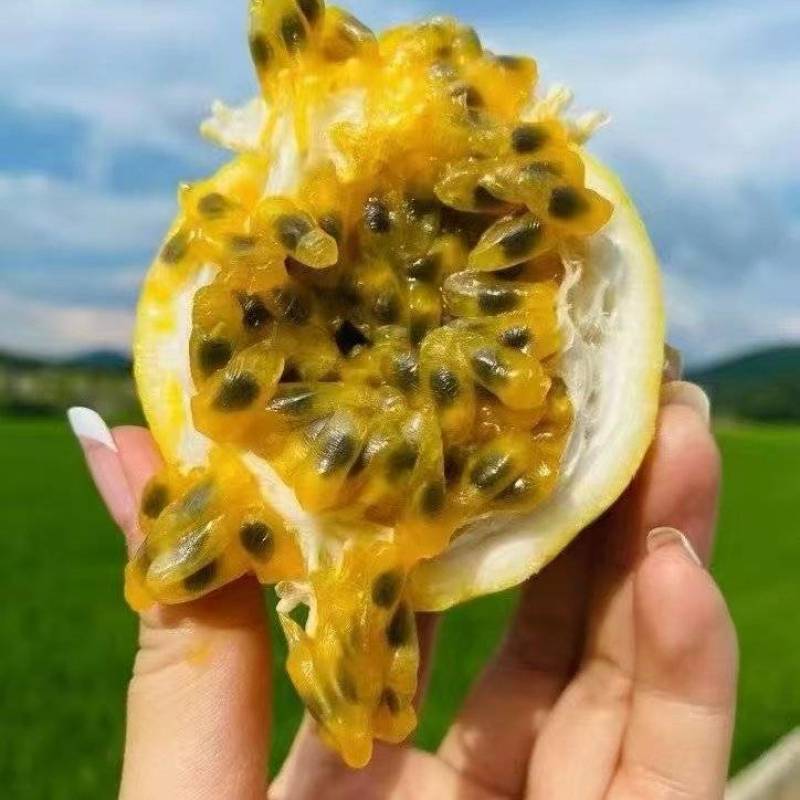 黄金百香果