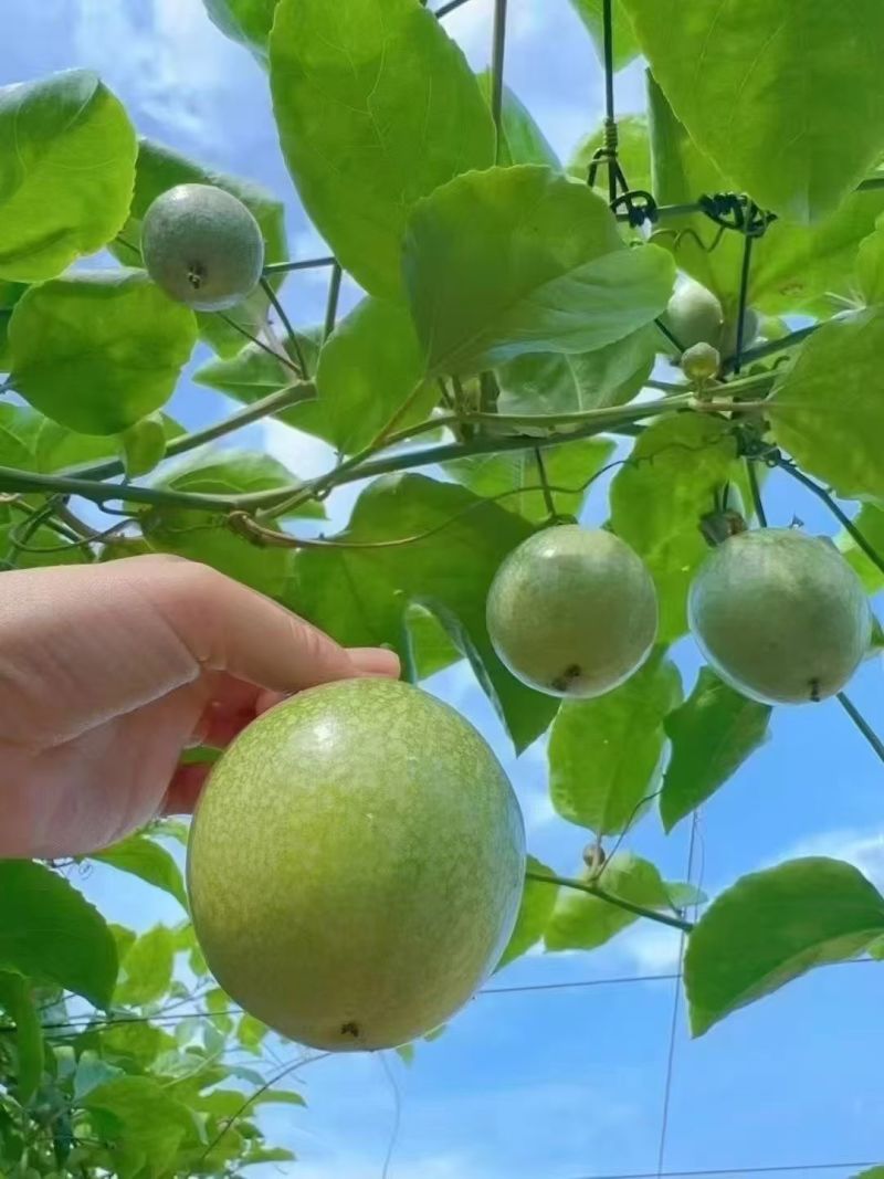 黄金百香果