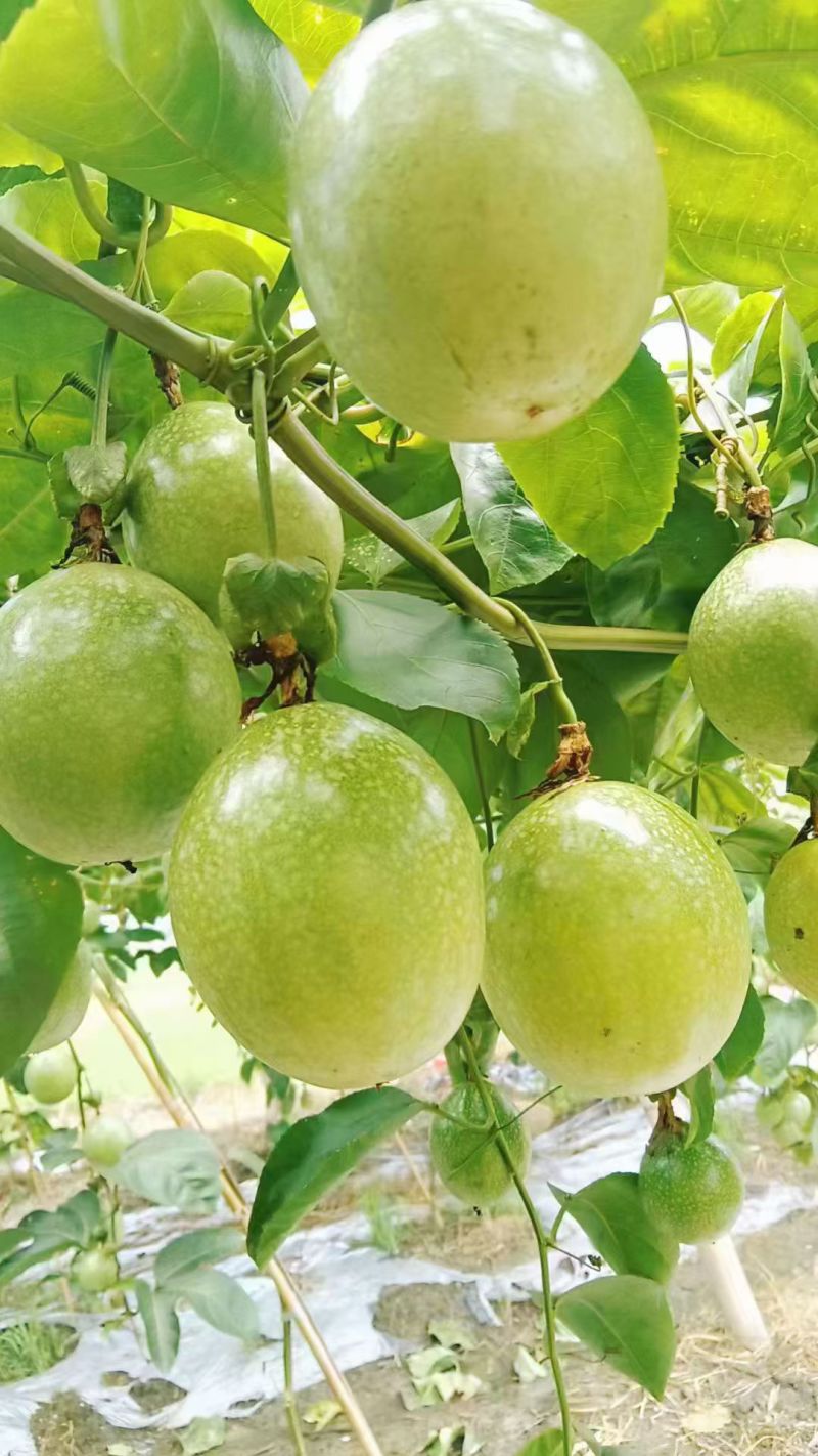 黄金百香果