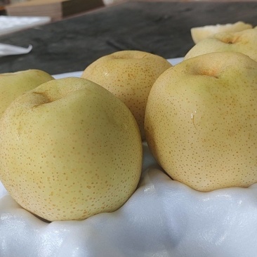 黄金梨