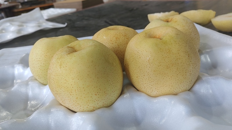 黄金梨