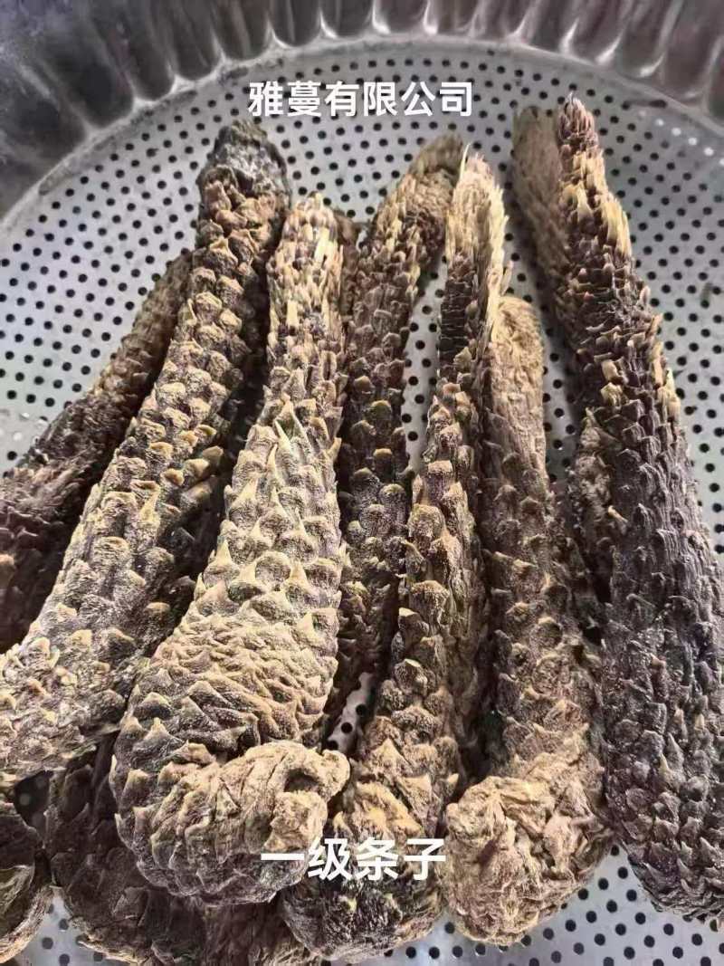 肉苁蓉