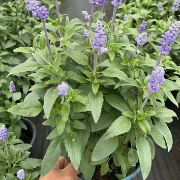 萨莉芳鼠尾草萨立芳鼠尾草萨莉方鼠尾草基地常年