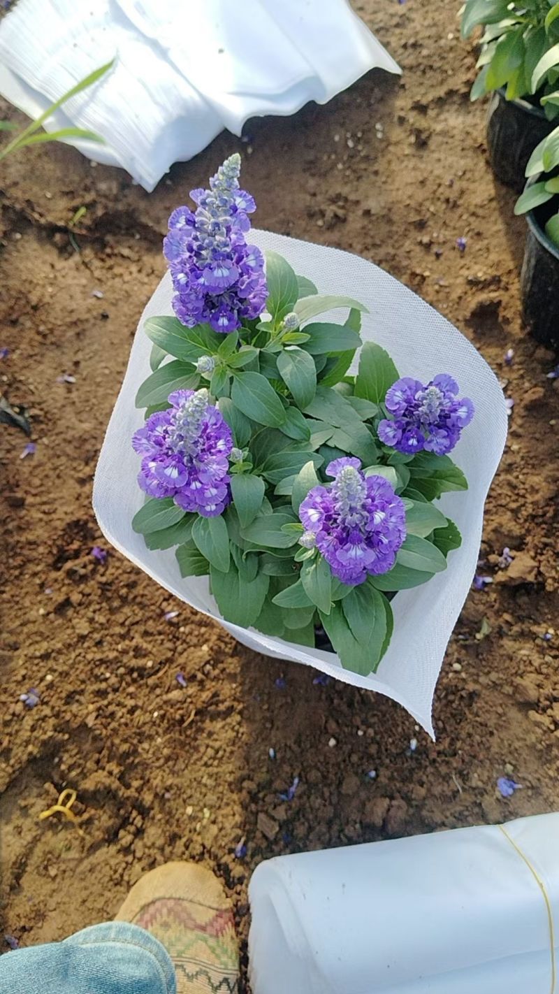 萨莉芳鼠尾草萨立芳鼠尾草萨莉方鼠尾草基地常年