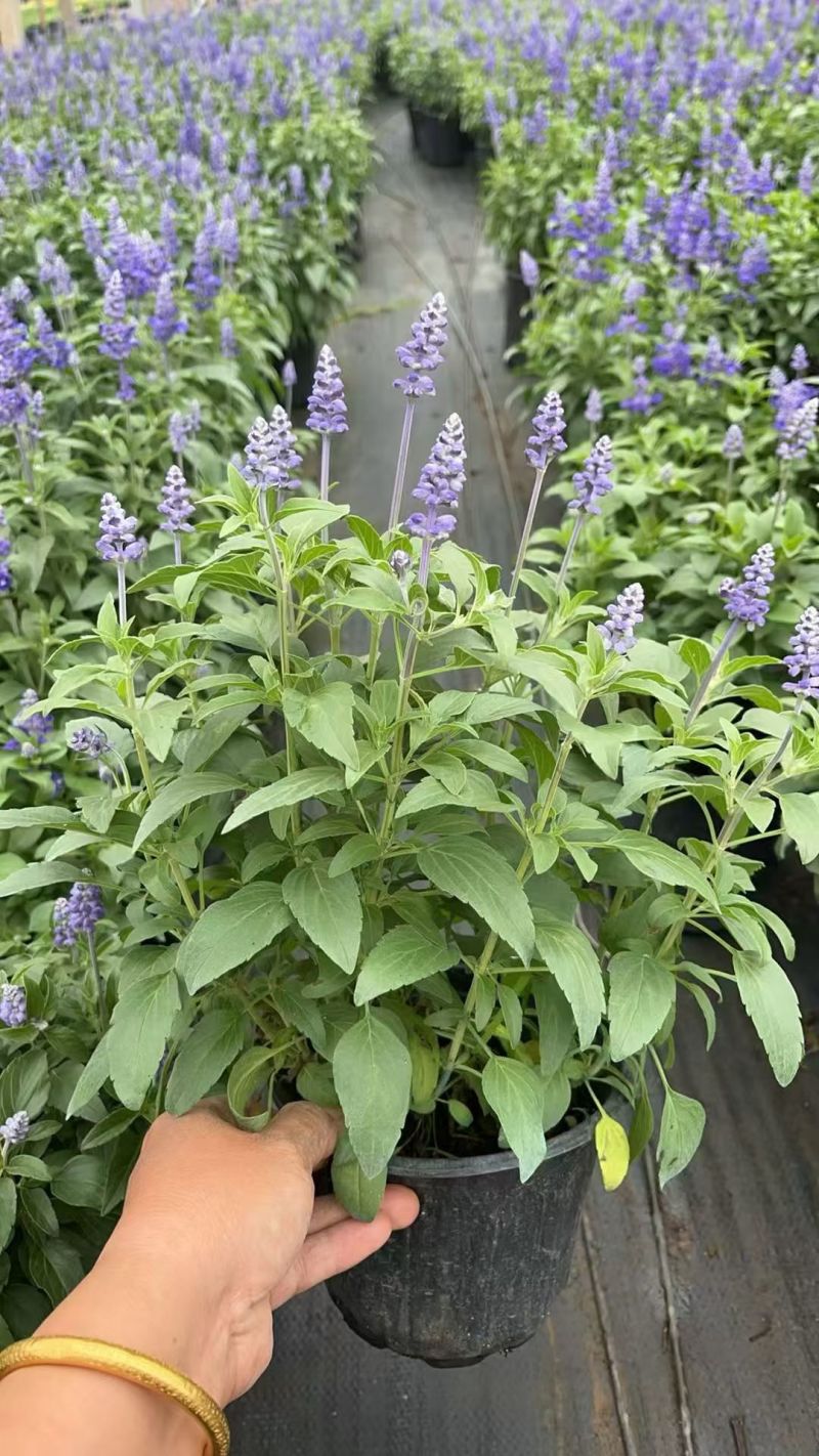 萨莉芳鼠尾草萨立芳鼠尾草萨莉方鼠尾草基地常年