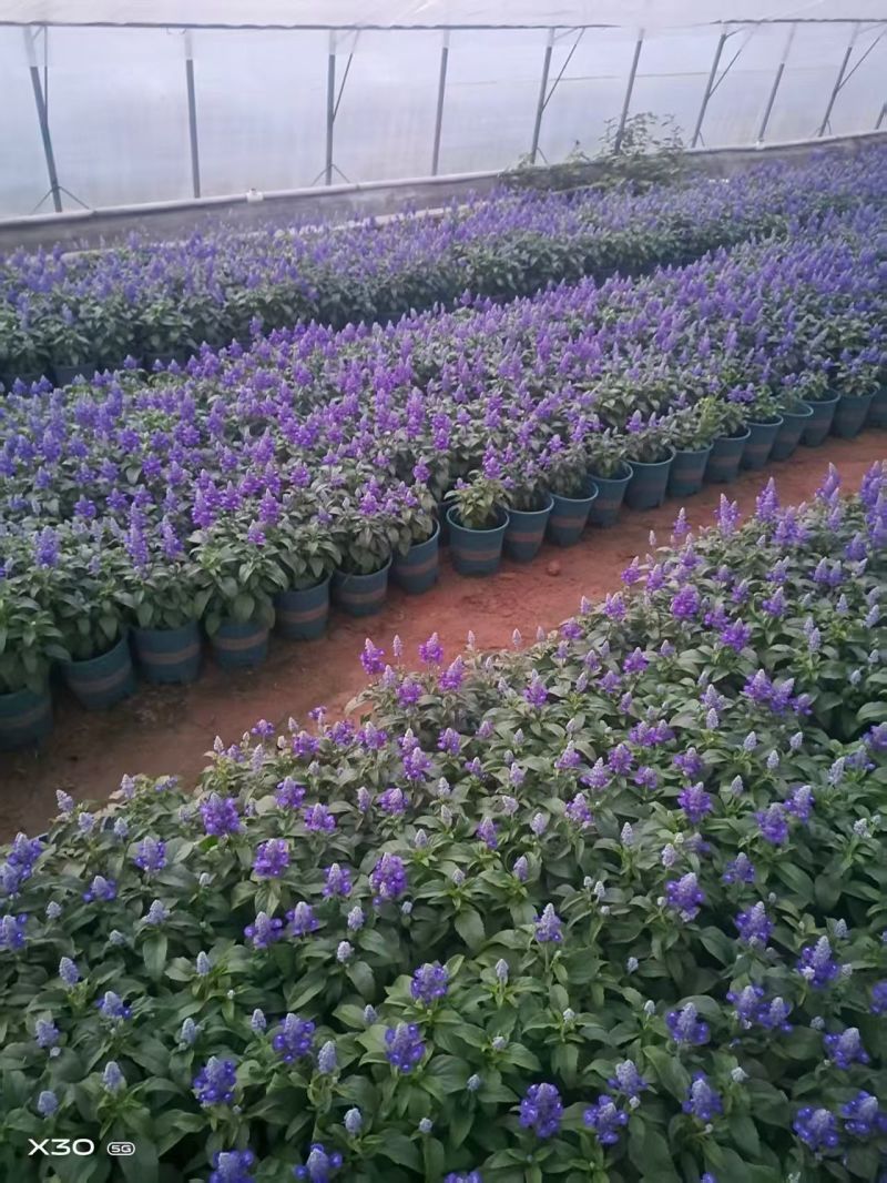 萨莉芳鼠尾草萨立芳鼠尾草萨莉方鼠尾草基地常年