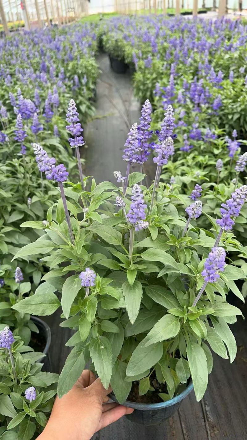 萨莉芳鼠尾草萨立芳鼠尾草萨莉方鼠尾草基地常年