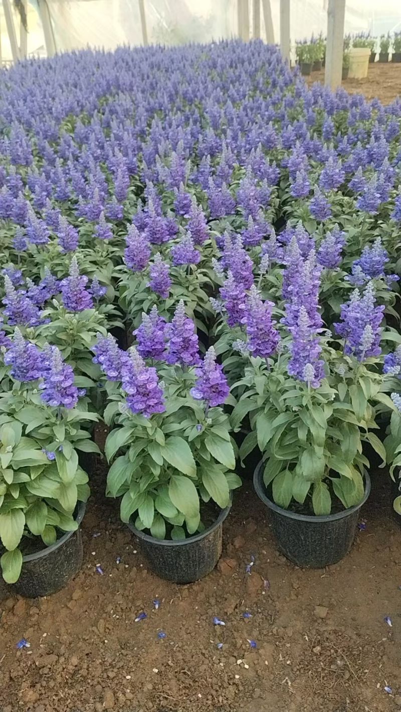 萨莉芳鼠尾草萨立芳鼠尾草萨莉方鼠尾草基地常年