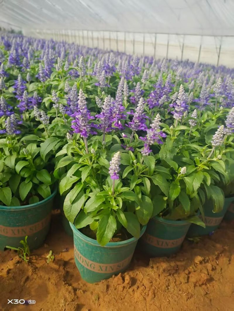 萨莉芳鼠尾草萨立芳鼠尾草萨莉方鼠尾草基地常年