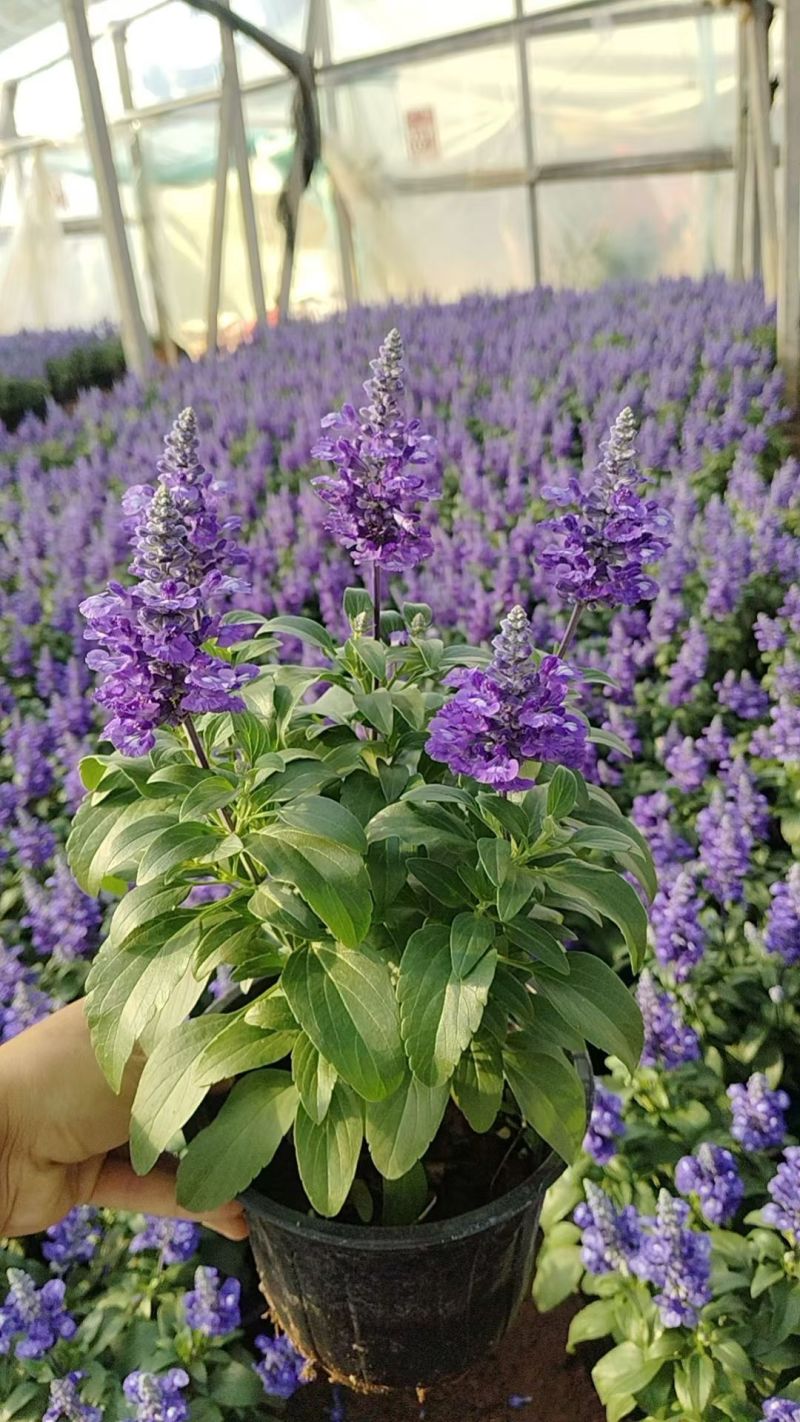 萨莉芳鼠尾草萨立芳鼠尾草萨莉方鼠尾草基地常年