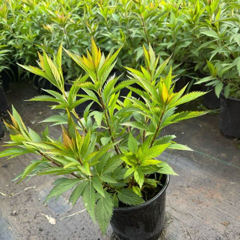 佩兰大麻叶泽兰基地常年销售各种绿化苗木。