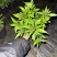 佩兰大麻叶泽兰基地常年销售各种绿化苗木。