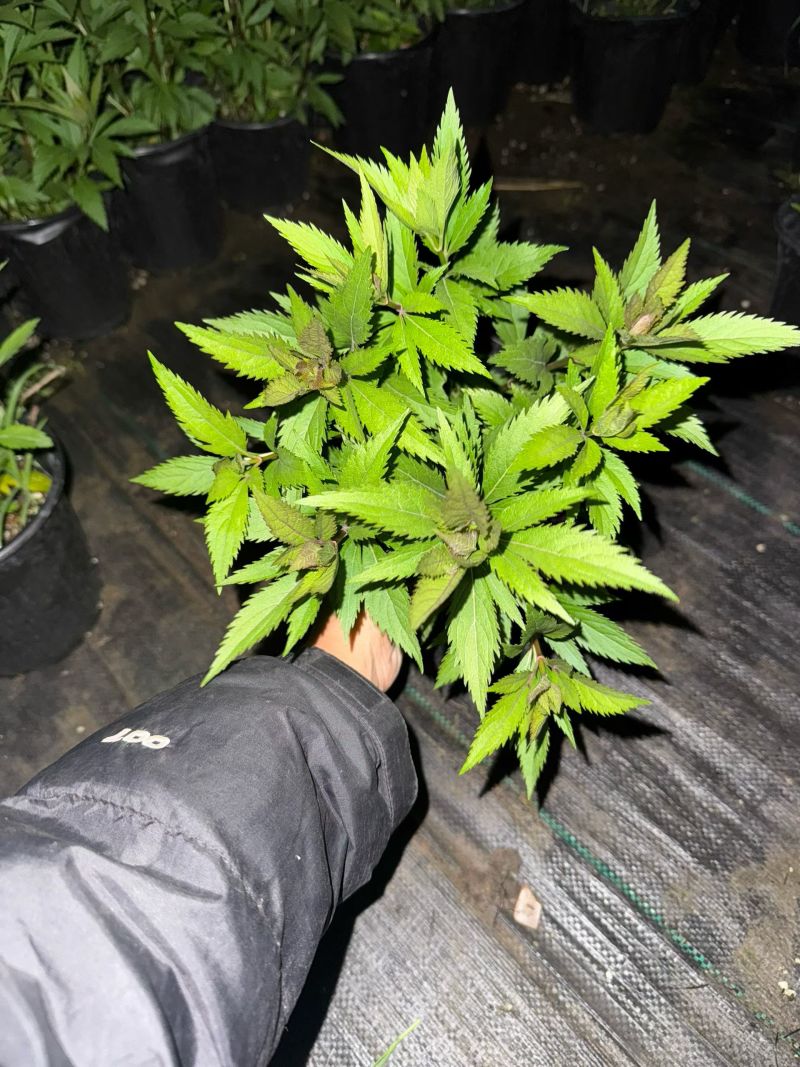 佩兰大麻叶泽兰基地常年销售各种绿化苗木。