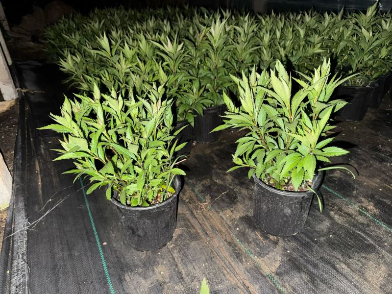 佩兰大麻叶泽兰基地常年销售各种绿化苗木。