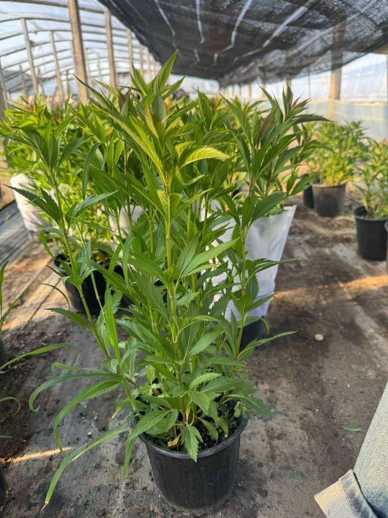 佩兰大麻叶泽兰基地常年销售各种绿化苗木。