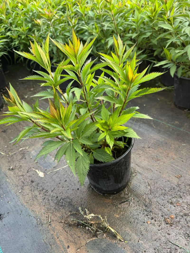 佩兰大麻叶泽兰基地常年销售各种绿化苗木。