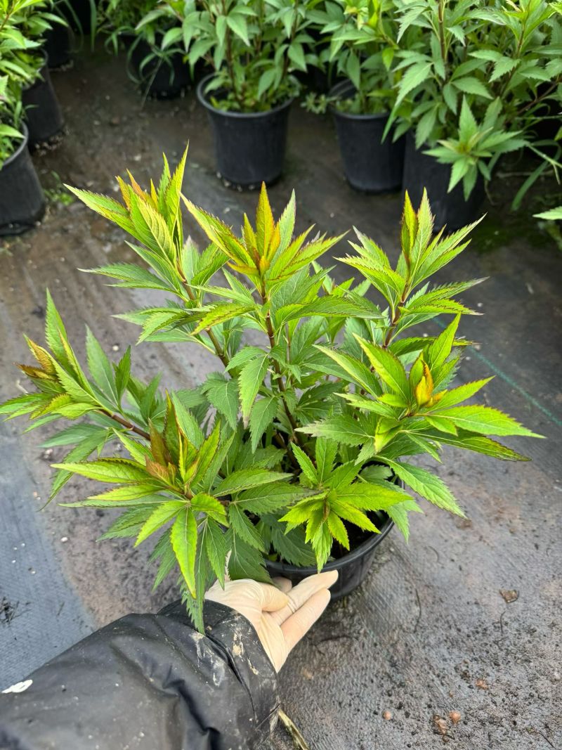 佩兰大麻叶泽兰基地常年销售各种绿化苗木。