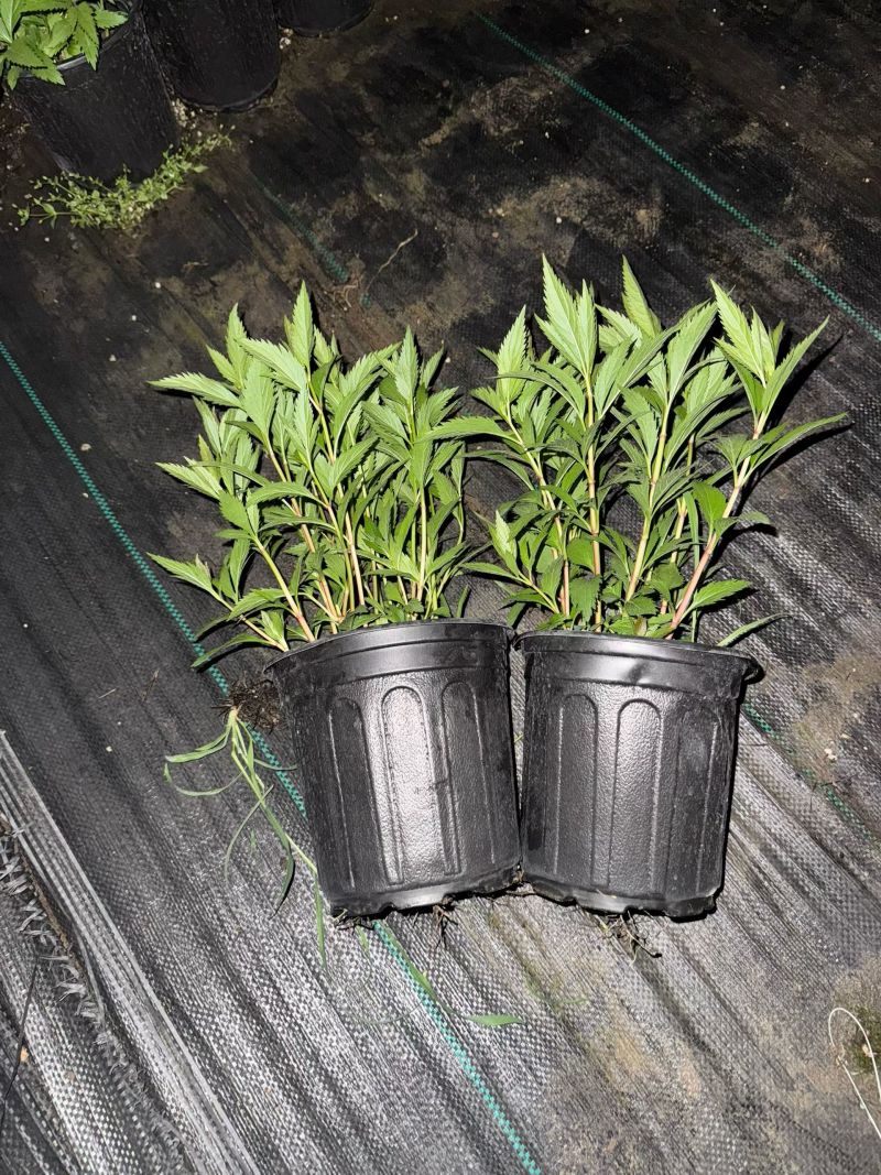 佩兰大麻叶泽兰基地常年销售各种绿化苗木。