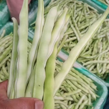 山东省莒县芸豆，九粒白老来少，现摘现卖，可供商超，
