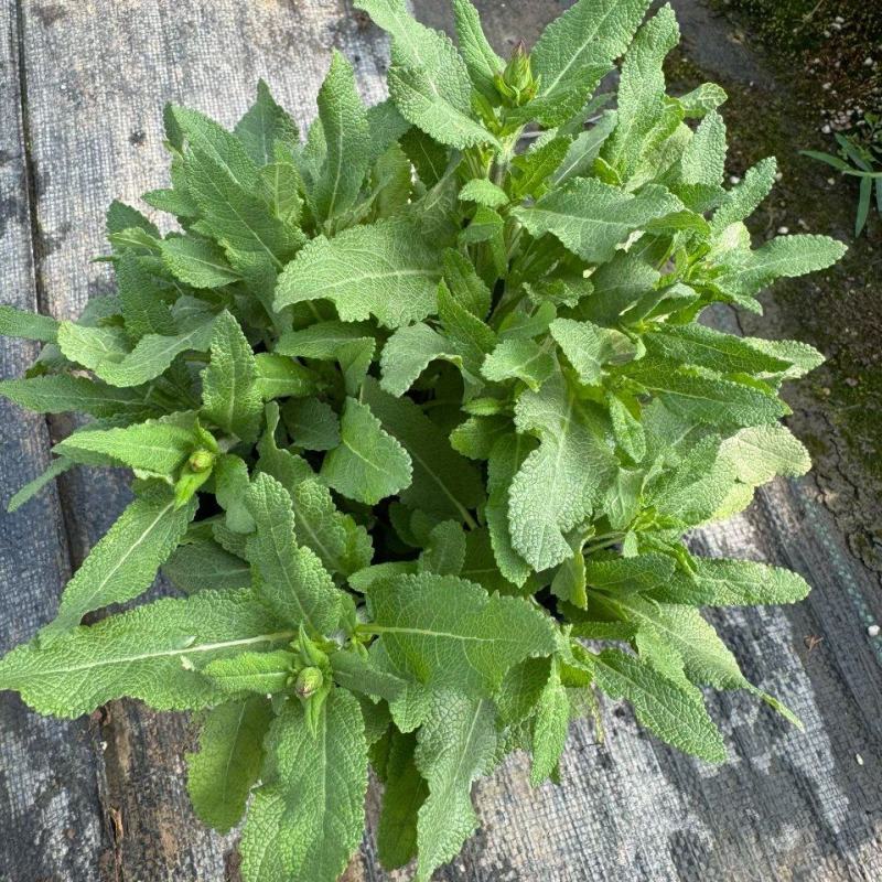 新篇章鼠尾草各品种鼠尾草基地常年销售