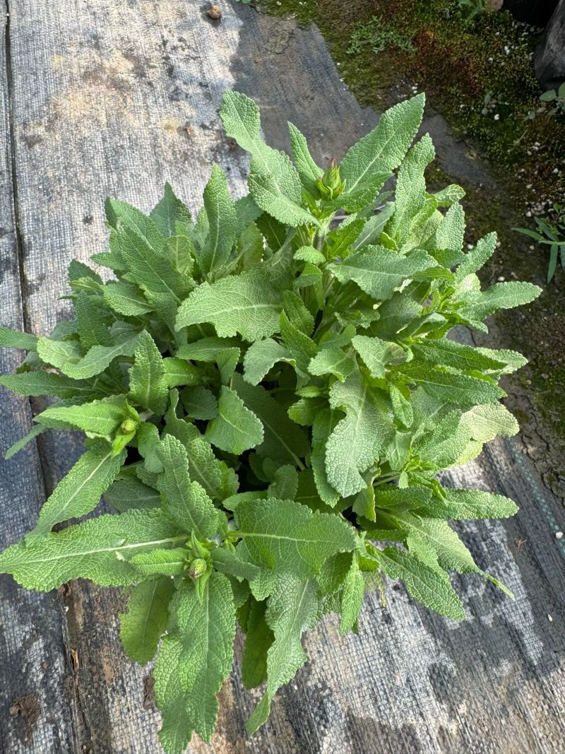 新篇章鼠尾草各品种鼠尾草基地常年销售