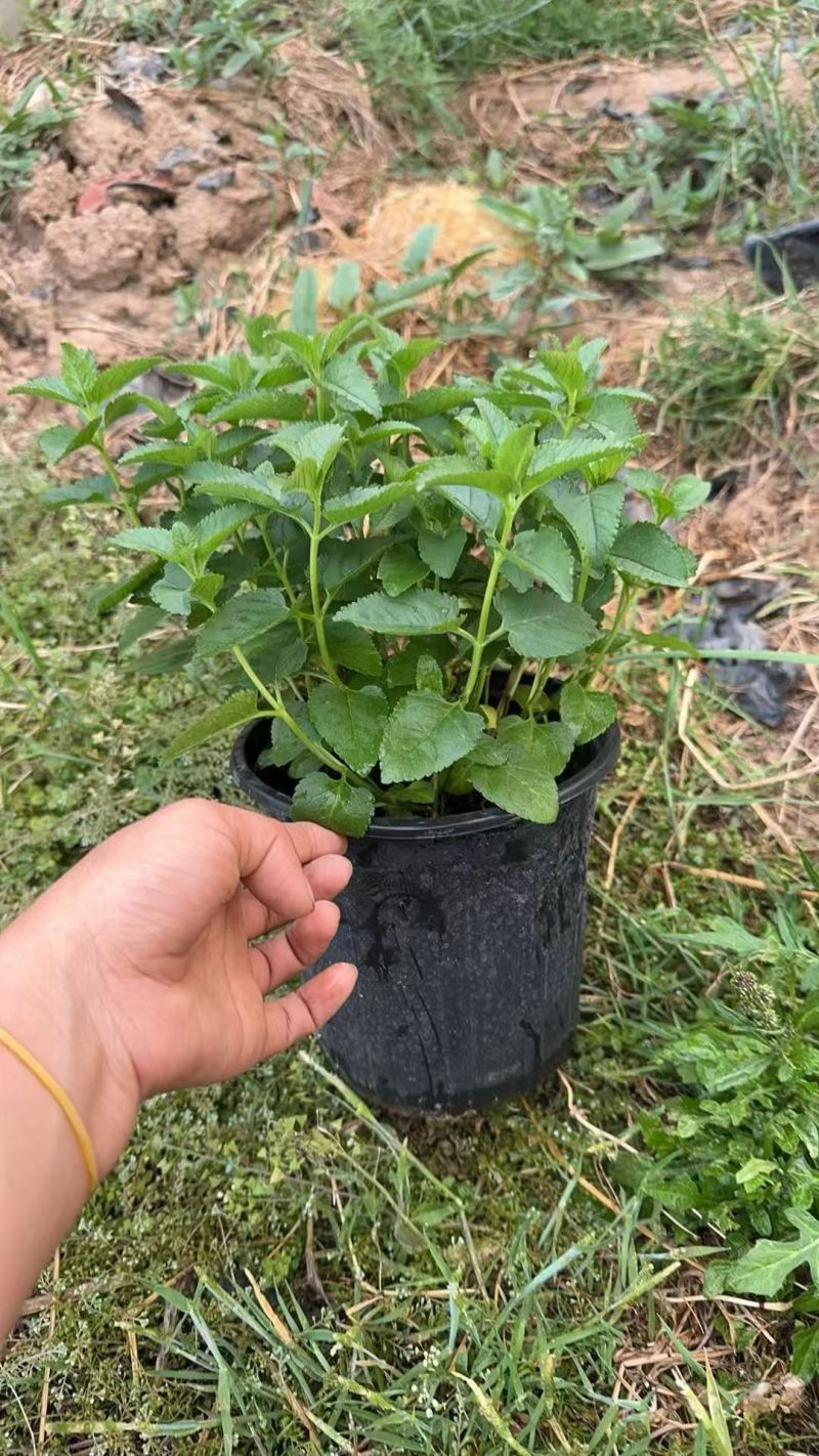 新篇章鼠尾草各品种鼠尾草基地常年销售