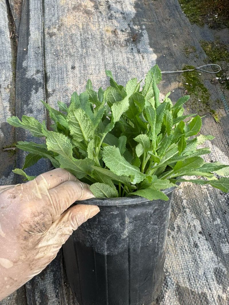 新篇章鼠尾草各品种鼠尾草基地常年销售