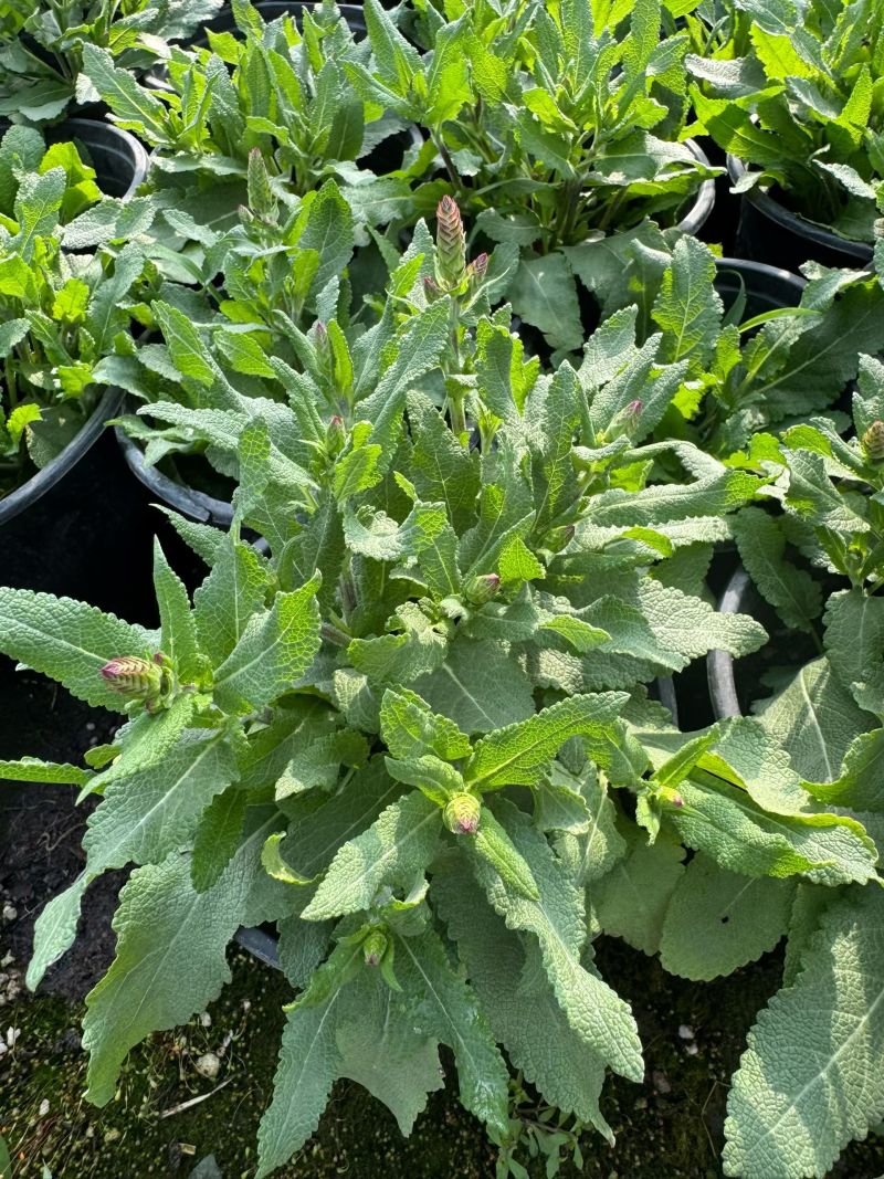 新篇章鼠尾草各品种鼠尾草基地常年销售