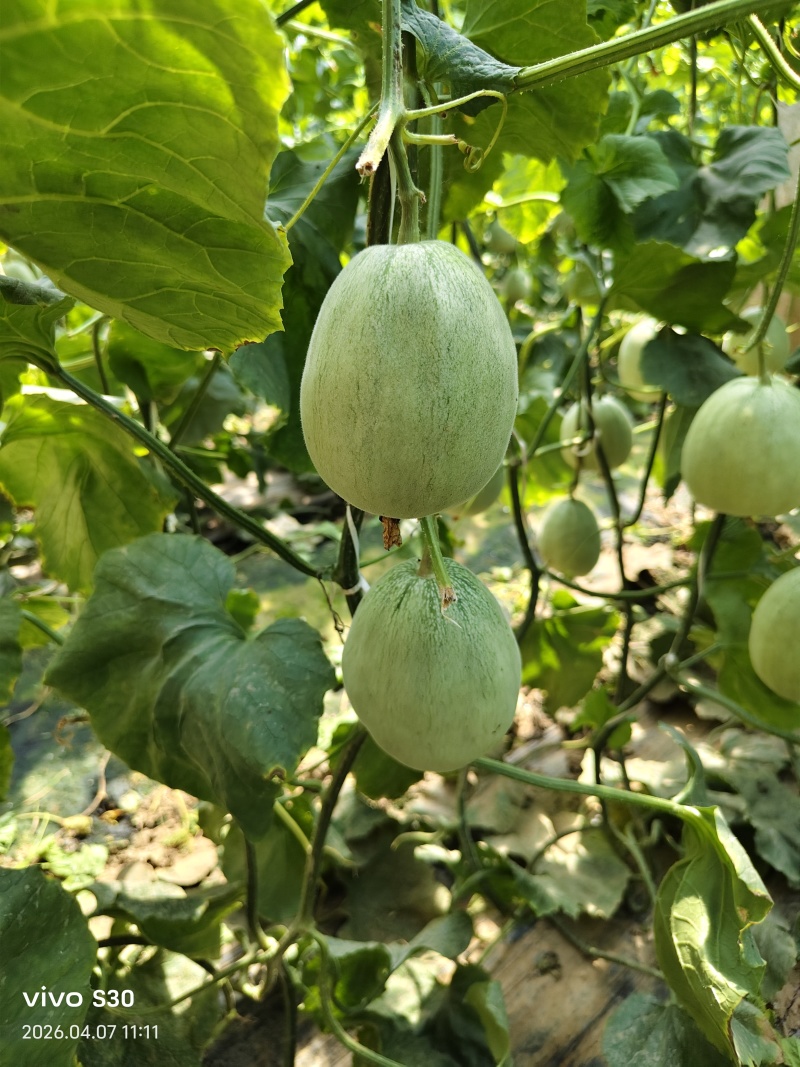 绿美人甜瓜现摘现发种植面积大口感好糖度高看棚定货