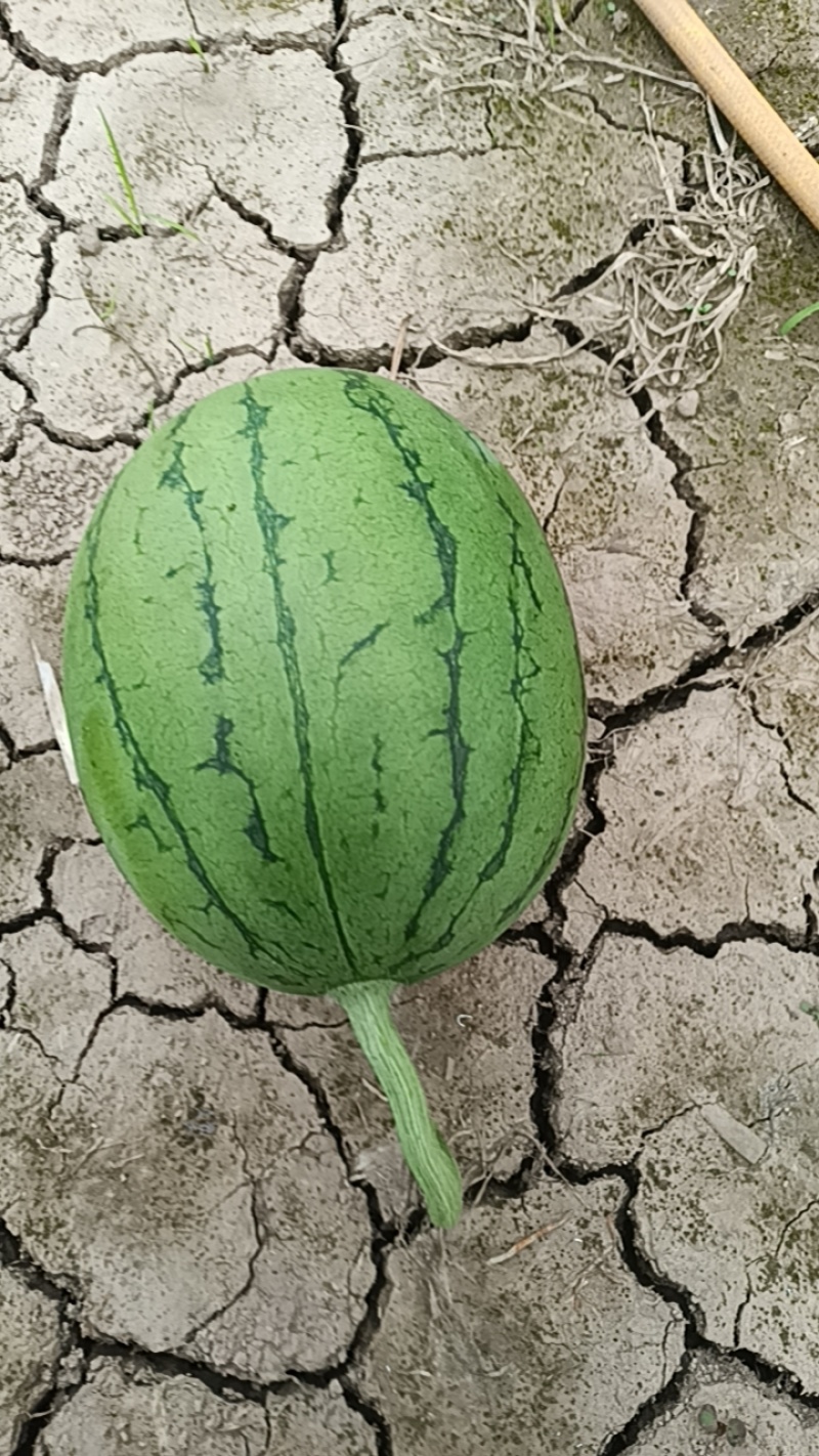 湖北江夏嘉秀6号大量上市中！要的客户订单！