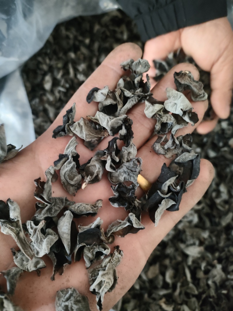 椴木春，筛选小木耳