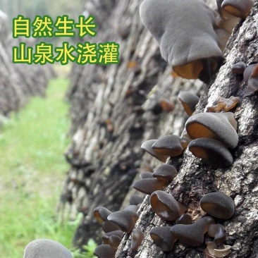 椴木春，筛选小木耳