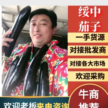 辽宁省绥中长茄市场货，电商货，食堂上市了！