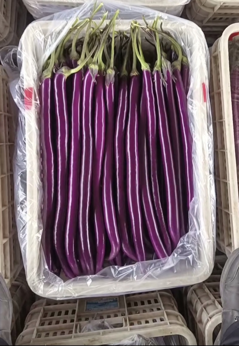 红线茄