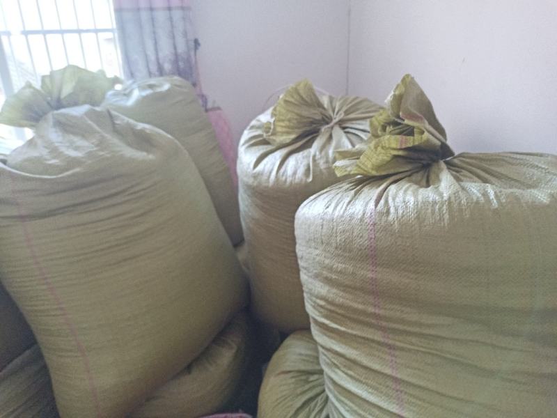 整片村庄种植单叶蔓荆子大批量现货产地一手货源过风车