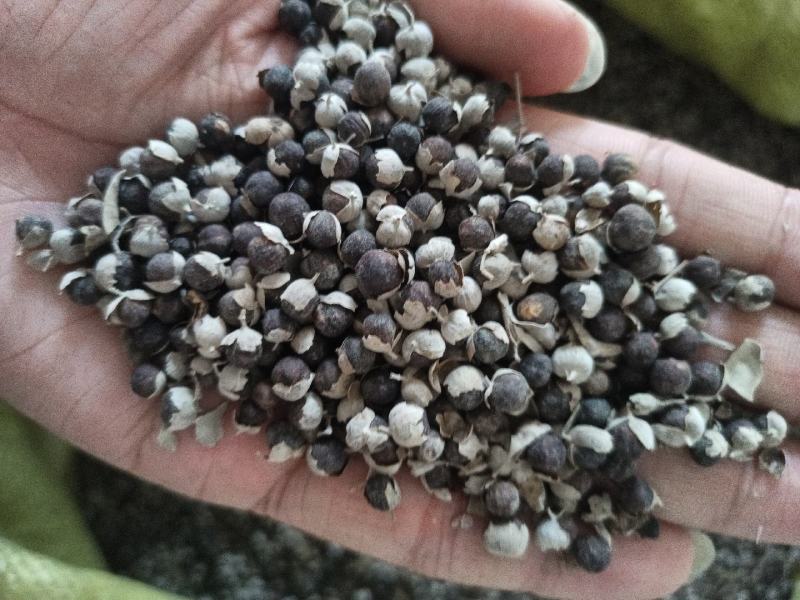 整片村庄种植单叶蔓荆子大批量现货产地一手货源过风车